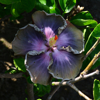 Taiwan Starry Coast x Taiwan Stormy Nightingale